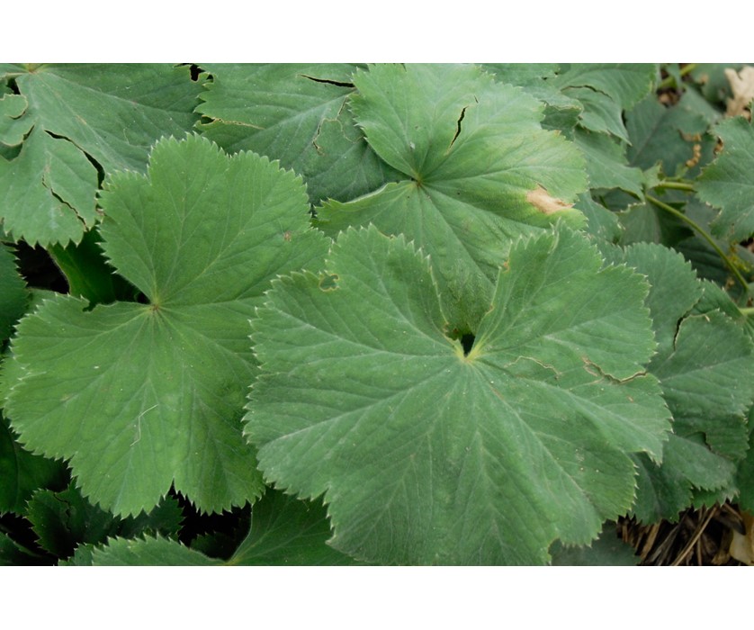 Lady's Mantle